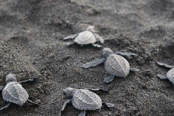 Turtle Realeasing in Monterrico, an amazing experience!