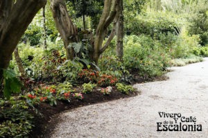 vivero-cafe-escalonia-antigua-guatemala